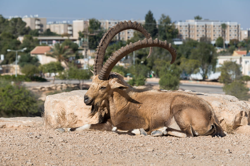 71293827 - visit to mitzpe ramon in southern israel